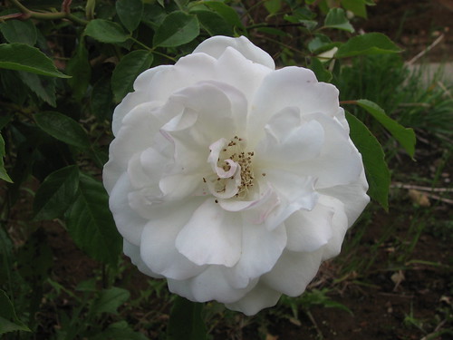 Cultivo Una Rosa Blanca Amado Nervo