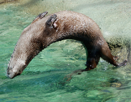 a river otter has pushed off from a rocky outcrop to do a backflip into deep water