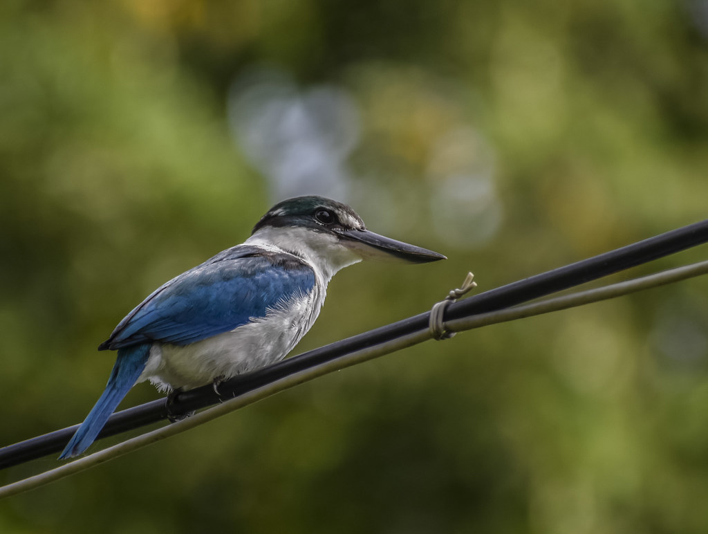 The collared kingfisher (a closer up picture)