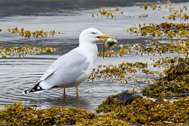 Unusual Herring Gull Behaviour