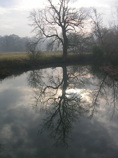 reflected tree Dorking to Reigate