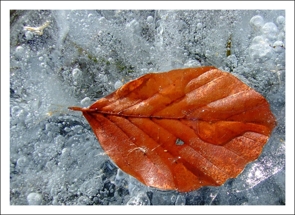 Leaf & Ice (or Levis?) :-)) by der_Corse