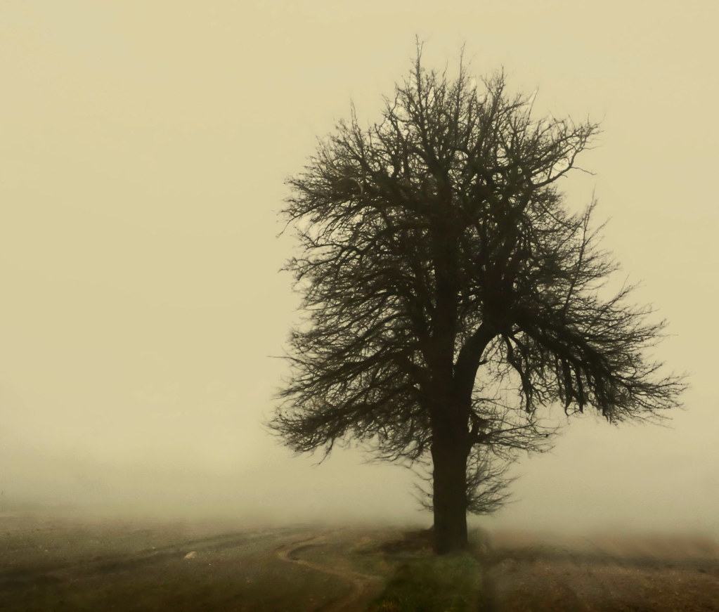 Misty tree.....mgielne drzewo... by Bea Kotecka *Come back :) *