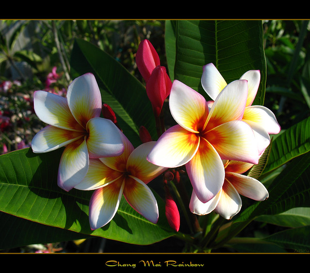 Thailand Flowers - The Plumeria Chang Mai Rainbow - a photo on Flickriver