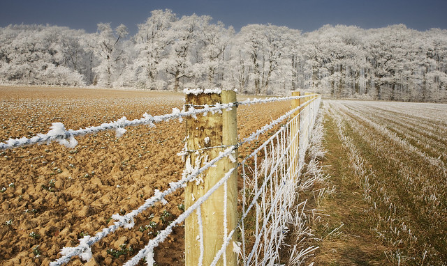 Frosted Fence