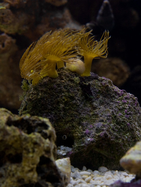 Yellow coral polyps on live rock