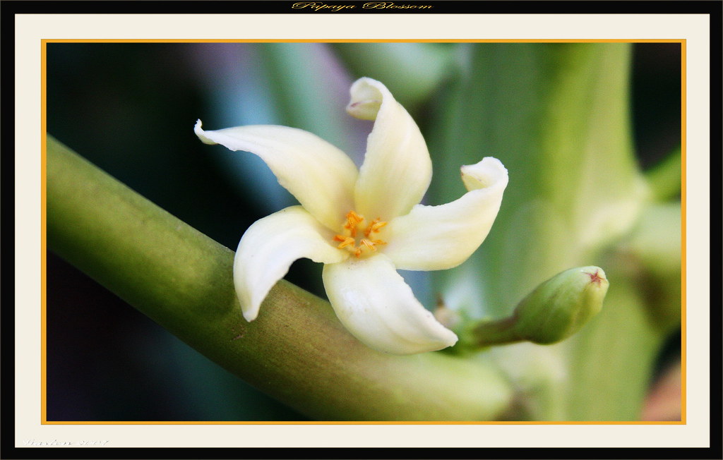 Papaya Blossom | Capture taken this morning 11-28-07, my Pap… | Flickr