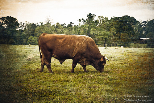 ranch texture texas farm country bull