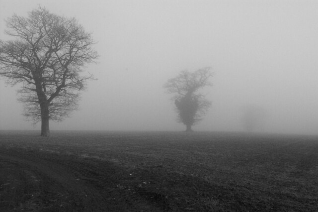 imgp3827 - Fog Wrapped Oak Trees