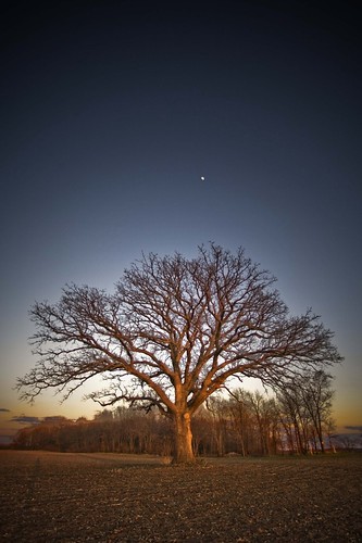 trees sunset tree illinois oak blogged oaktree burroak notei loneoaktree blogged20081120 nottwit