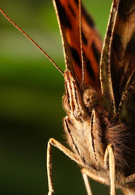 Close up of comma butterfly