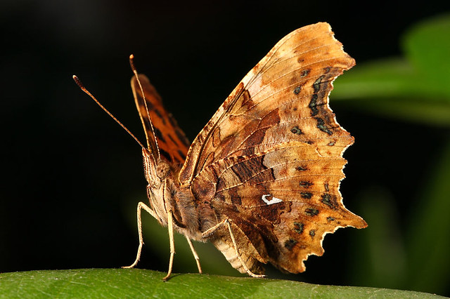 Comma butterfly sunbathing