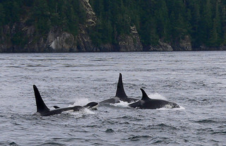 orcas | by Somebody's Mom