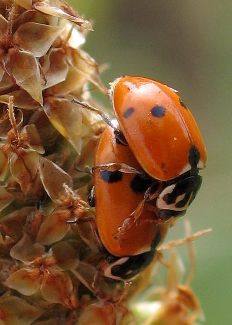 Mating Seven-spotted Lady Beetles