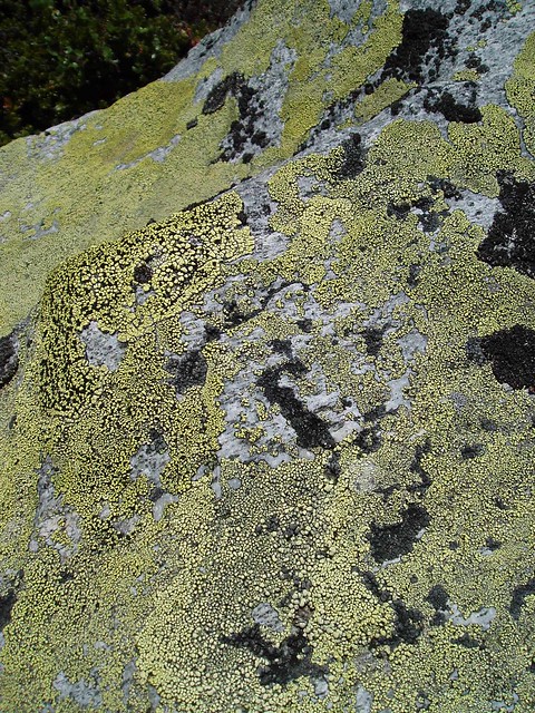 Lichen on a rock near Spiterstulen, Jothunheimen