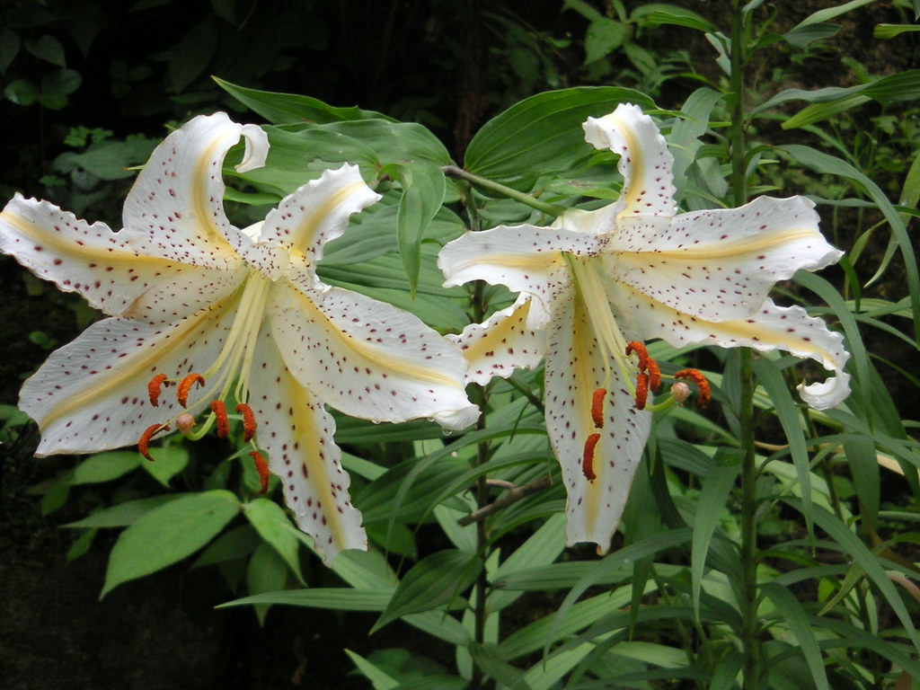 gold-banded lily | Cookie M | Flickr