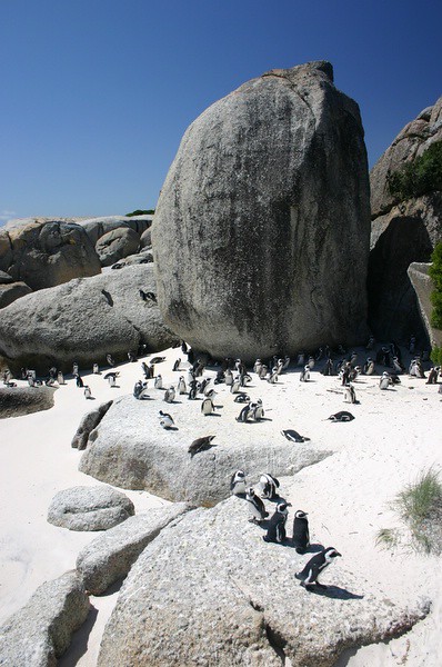 SImon's Town - Penguins! - South Africa