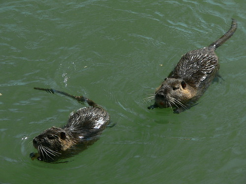 Dutch Water Rats Water rats in france | We saw them in france in a nearby riv… | annie ...