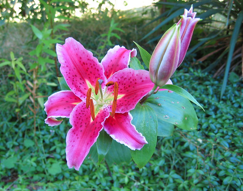 Lily Stargazer and spider 2 | It finally bloomed. There's a … | Flickr