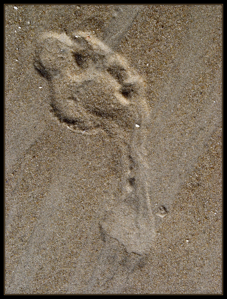 Footprints in the Sand | Scott Robinson | Flickr