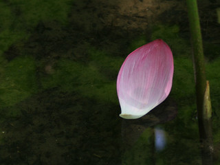 蓮の花びら lotus | 今年は、蓮が不調。(ﾉД`) 葉っぱばかりの蓮池に、花びら ひとひら。 Canon EOS … | Flickr