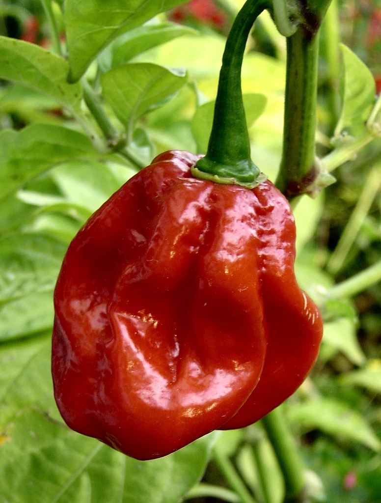 Pili-Pili (Congo Pepper) - Capsicum chinense Jacq. Fruits of… - Flickr