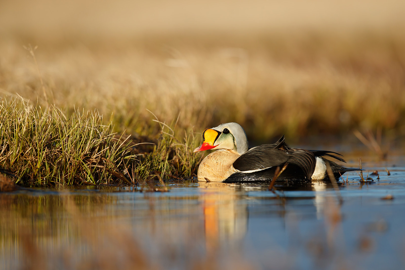 Somateria spectabilis | King Eider | praktejder