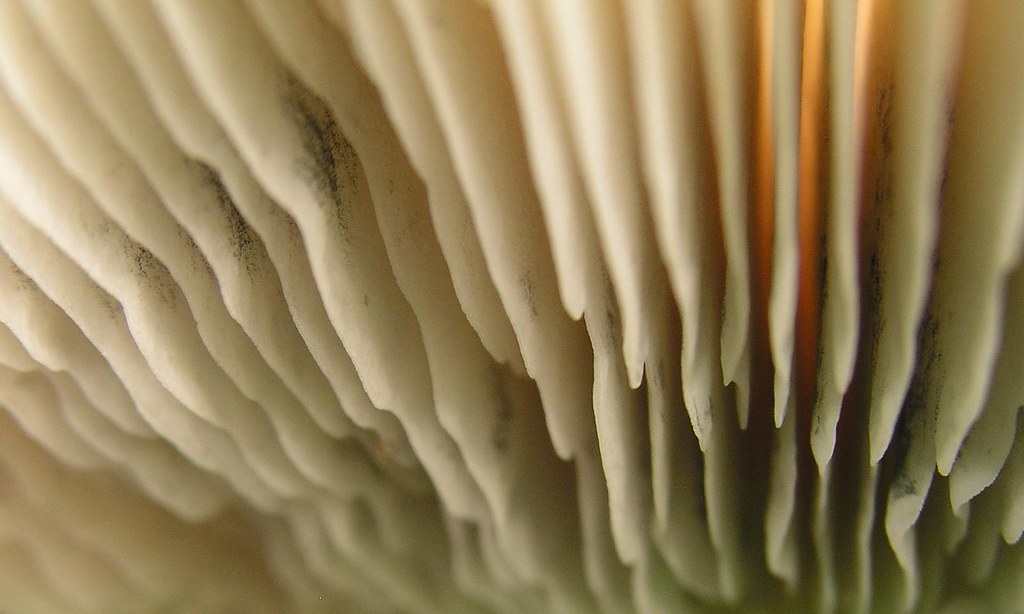 Texture Champignon Mushroom Texture | Mushrooms are different than plants and a… | Flickr