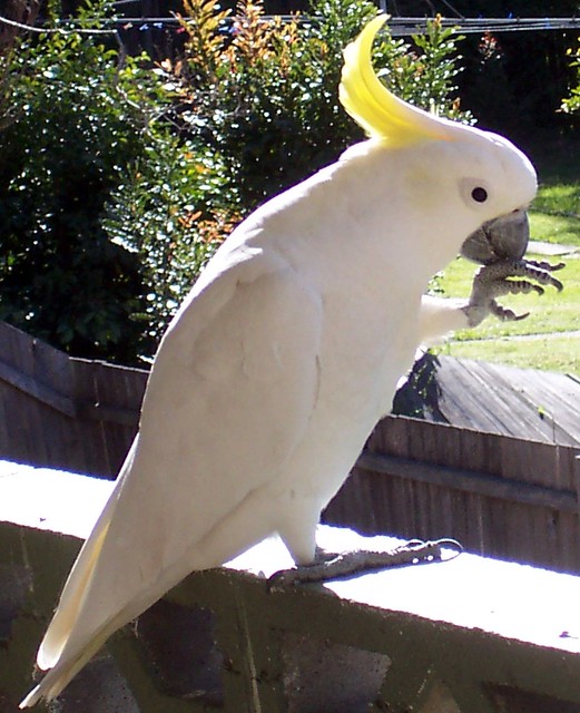 cockatoo feeding