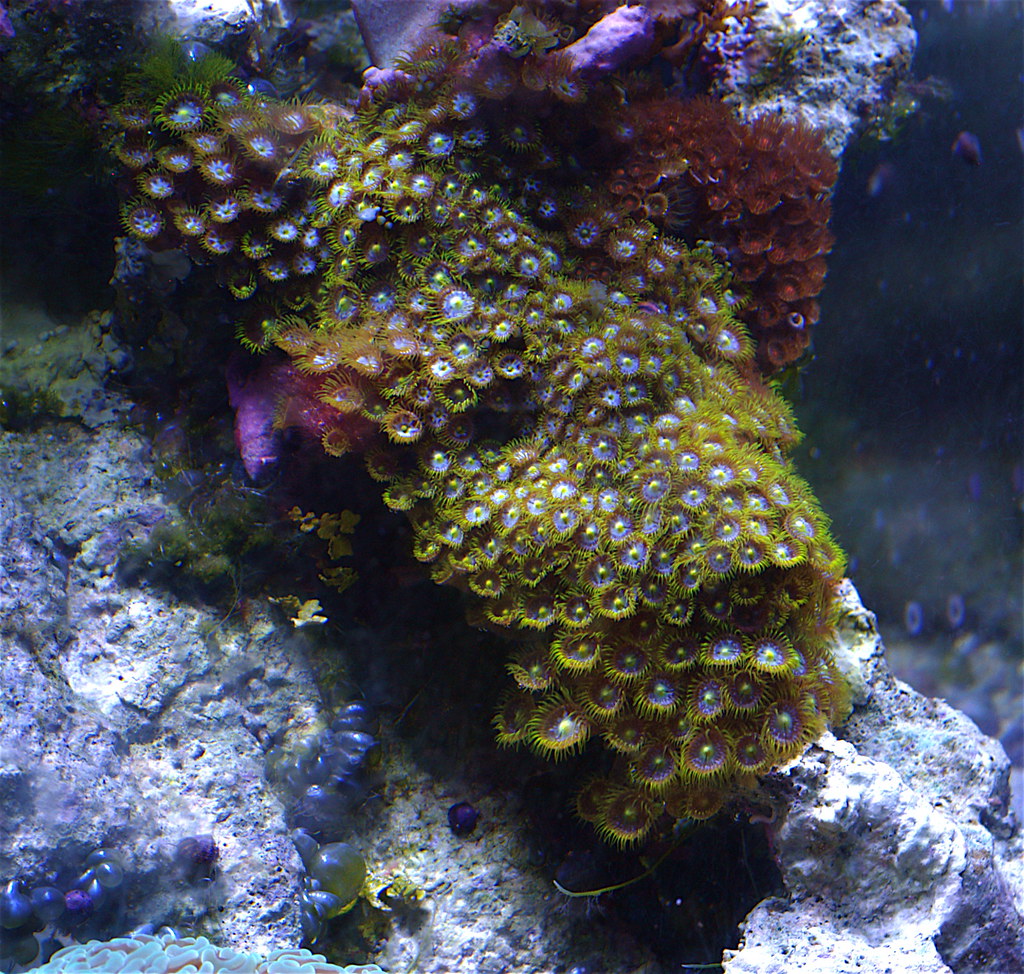 Button Polyps | These guys have slowly expanded over time. T… | Flickr