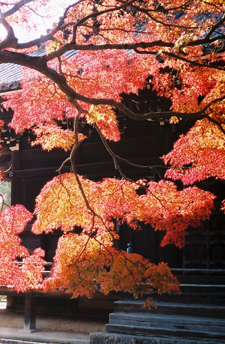 autumn leaves, ninna-ji, kyoto | by gothamjoe