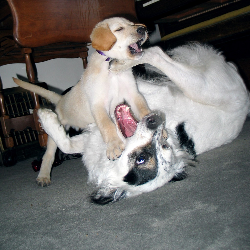 Attaque du chiot tueur