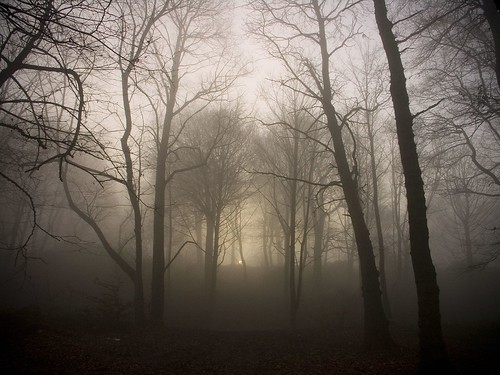 morning trees sun mist tree misty fog forest sunrise woods branches leeds foggy spooky bleak middletonpark printforsale