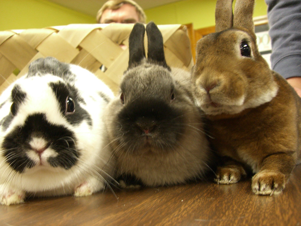 4-H Rabbit & Guinea Pig Club photo shoot | Took some photos … | Flickr