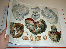 Albertus Seba Cabinet Of Natural Curiosities Leafing Thro Flickr