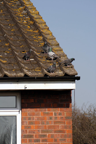 Flock of Pigeons | Stephen Cannon | Flickr
