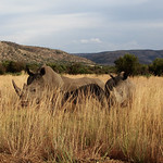 Three rhinos in a field