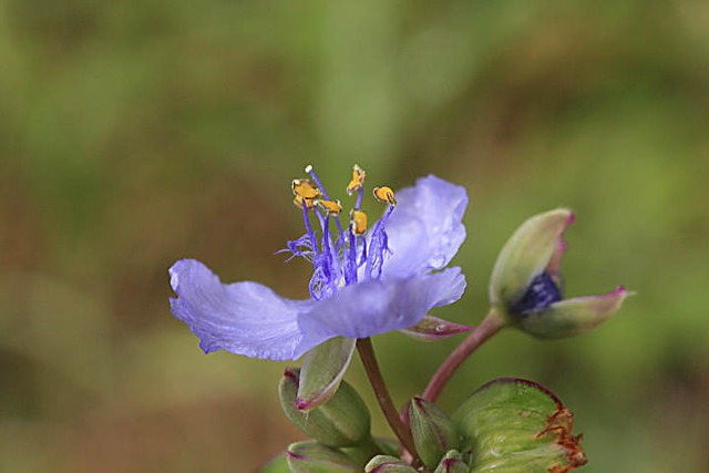 Wildflowers after the rain, side view