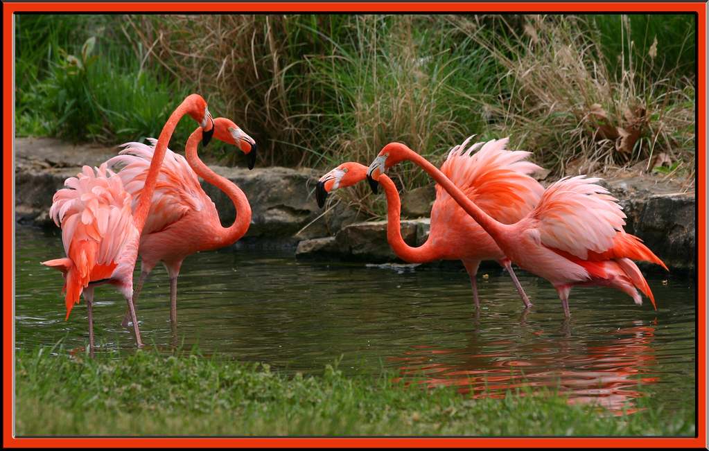 Flamingo Foursome by Alabama Geographer