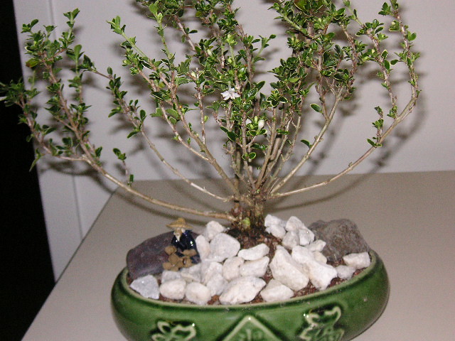 Bonsai tree - clump style