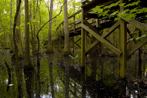 water nationalpark swamp congareenationalpark