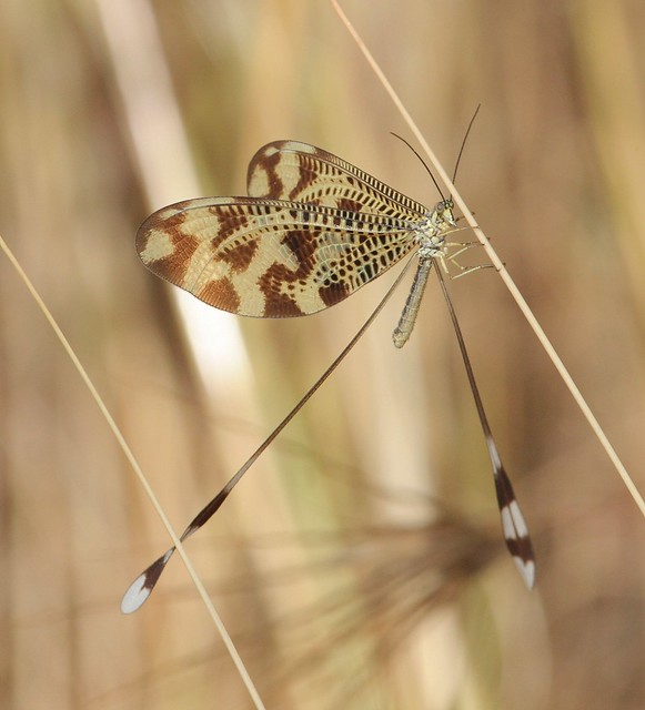 Thread-winged Lacewing