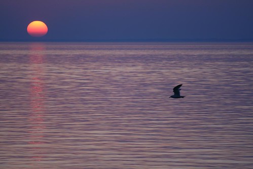 sunset sky sunlight water lakeerie seagull blasdell dockatthebay