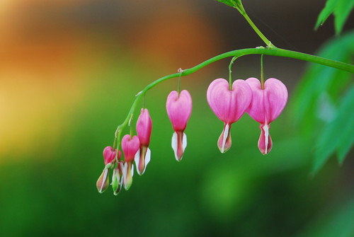 bleeding heart | by Kurt Langland Photography
