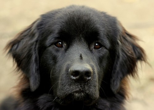 I'm reasonably confident by thank Dog. photography