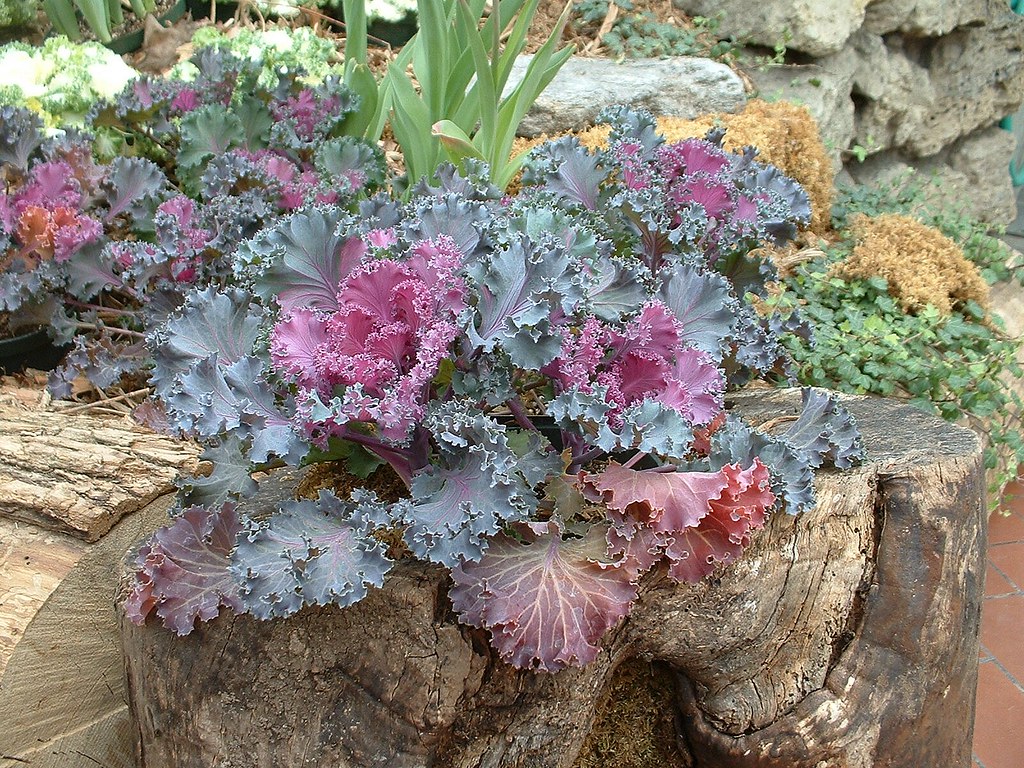Krohn Spring | "Flowering Kale" "'Nagoya Garnish Red'" "Bras… | Flickr
