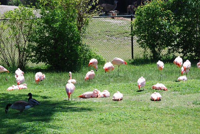 Pink Flamingo's