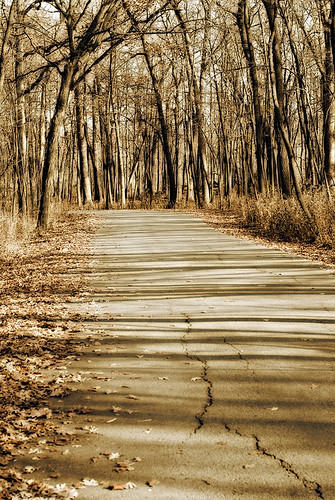 Bent Towards Golden Shade Light by swanksalot