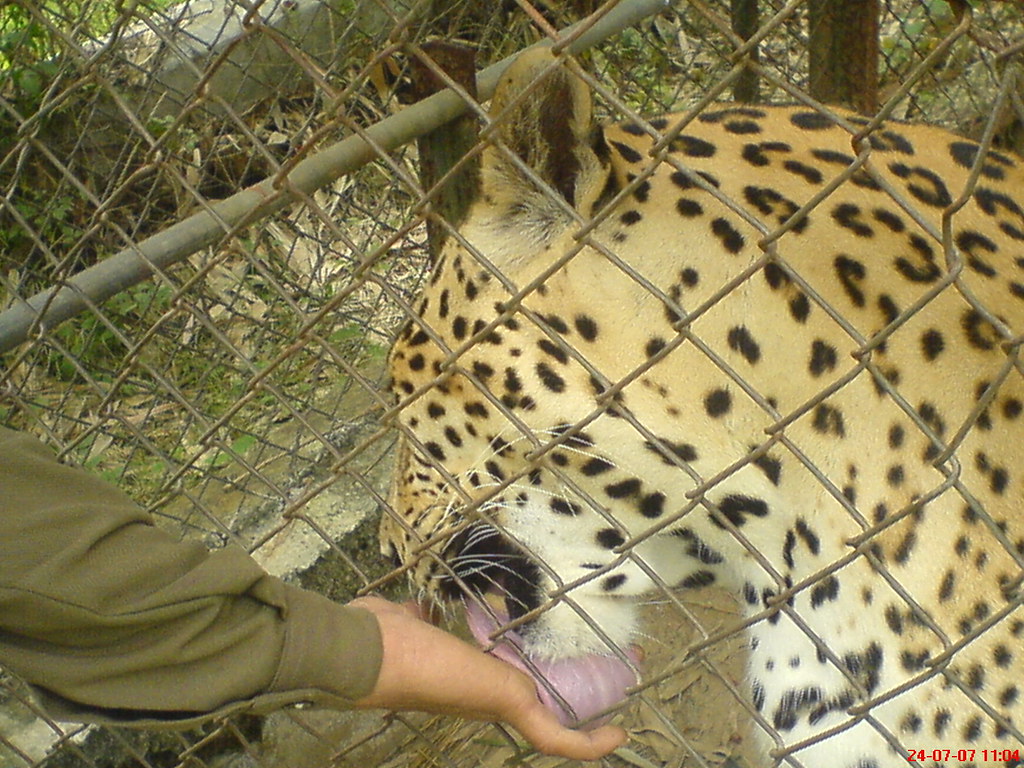 Even Gujarati tigers are faithful | Vishal Vij | Flickr