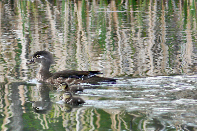 Wood Duck mom and chicks 2